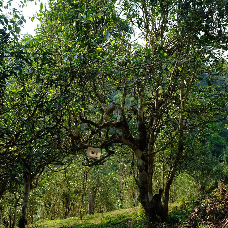 Ancient Tea Tree Ripe (Shou) Pu-erh Tea