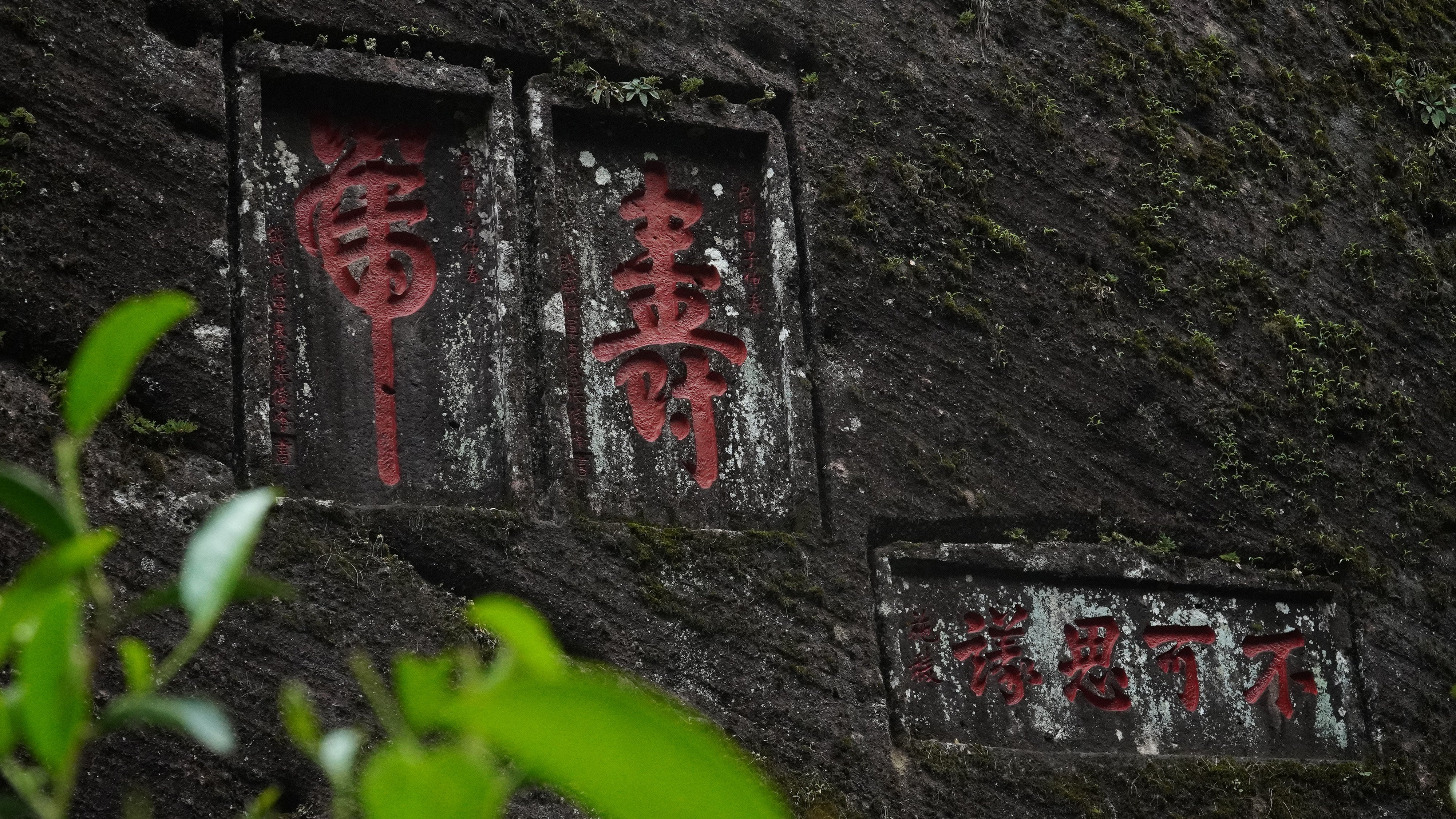 Shui Xian Oolong Tea