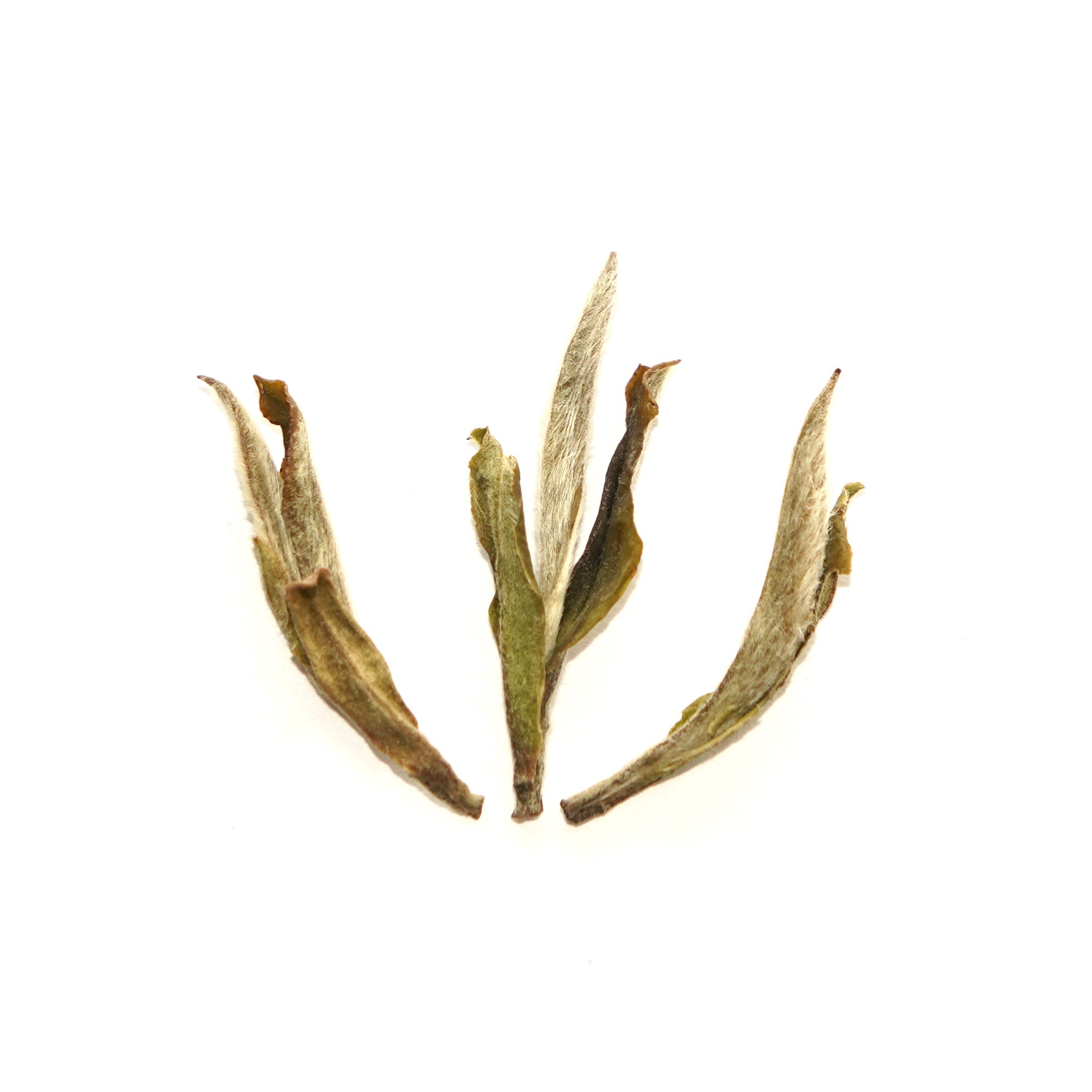 White Peony King (Bai Mudan Wang) White Tea