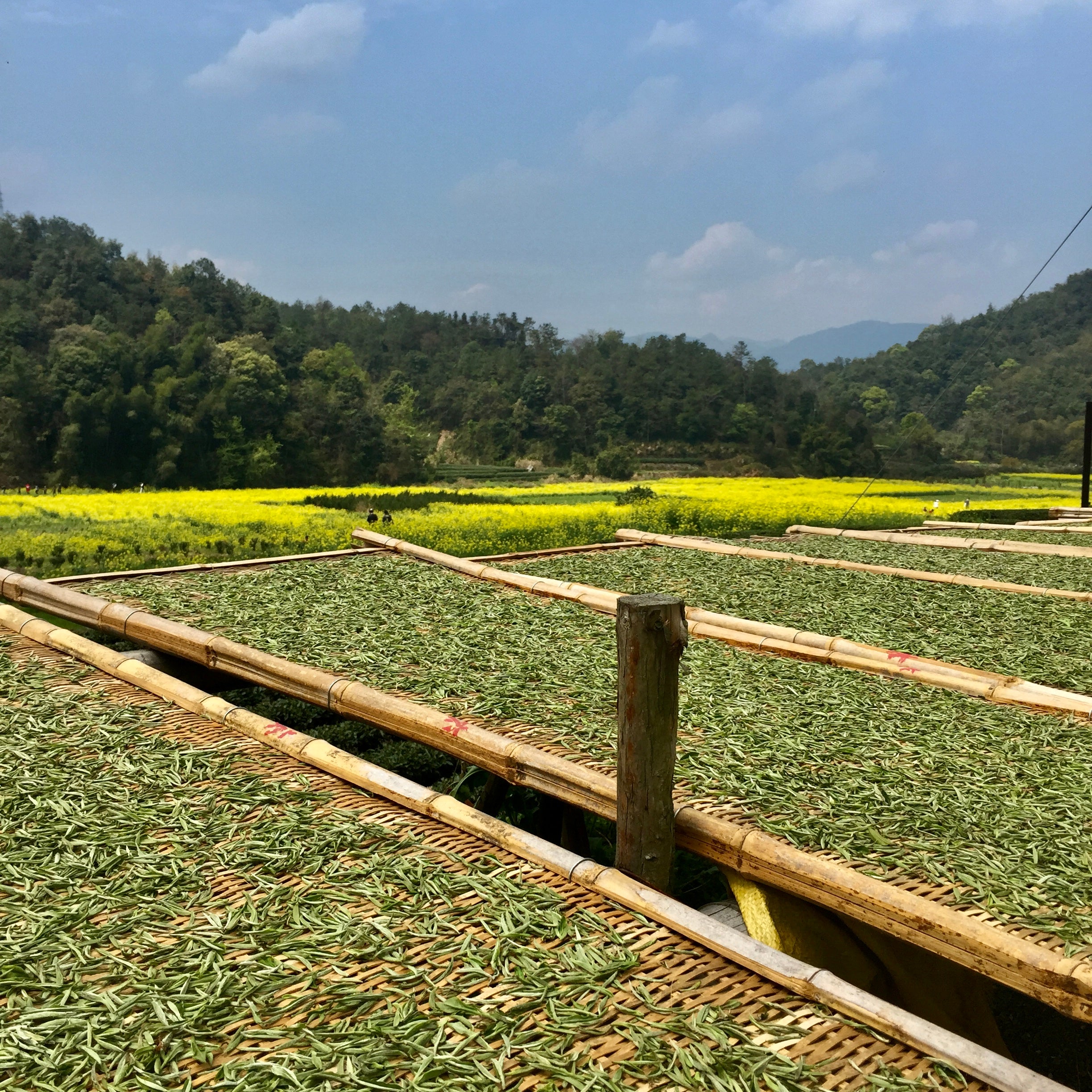 White Peony King (Bai Mudan Wang) White Tea