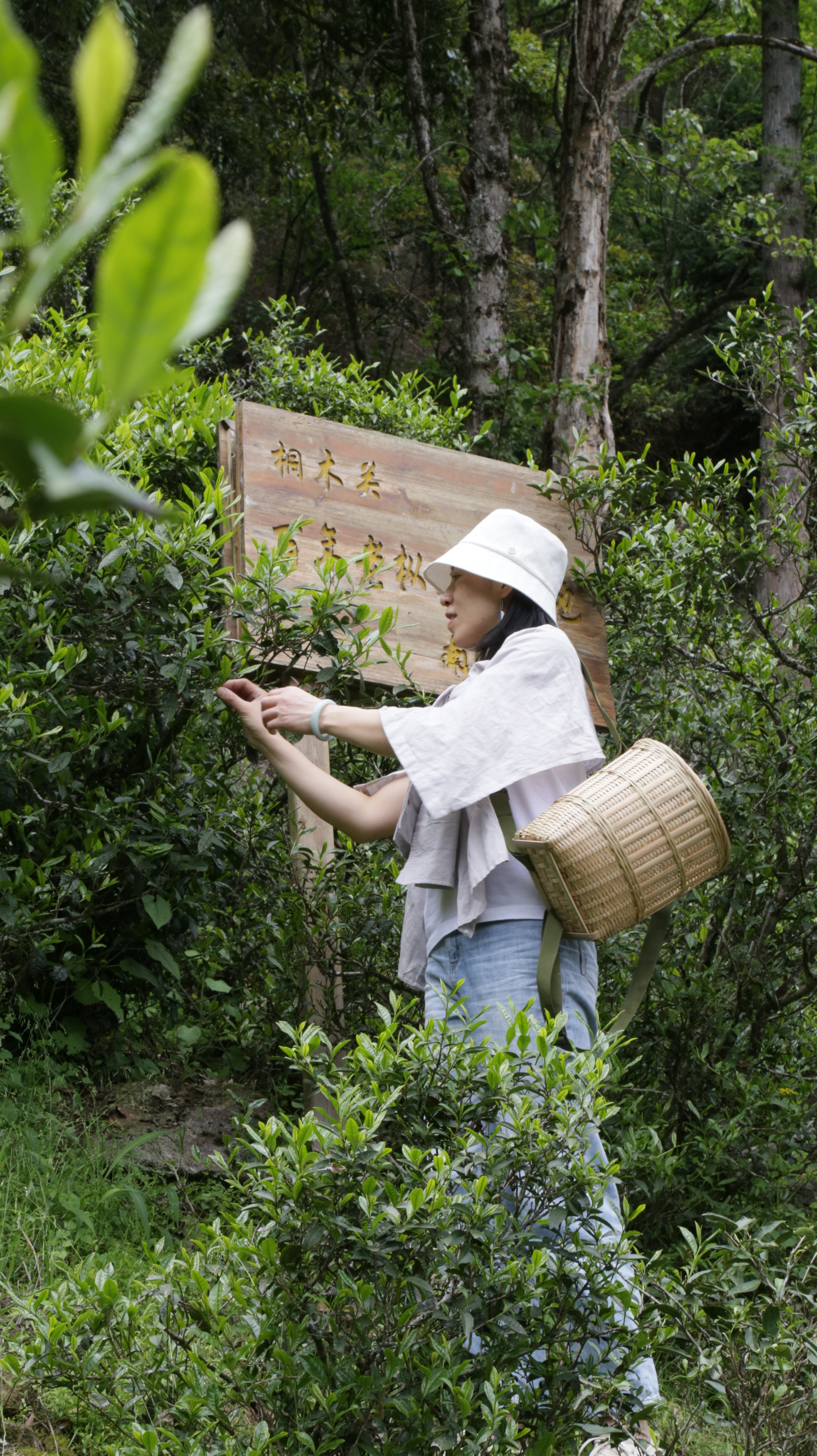 Lao Cong (Old Bush) Black Tea